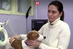 Russie: Son chien a un défaut, elle tente la chirurgie plastique Russie: Son chien a un défaut, elle tente la chirurgie plastique